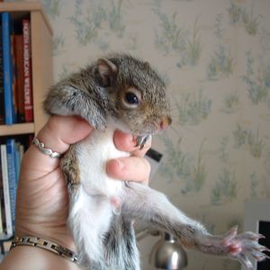 Meet your Posher, Violet